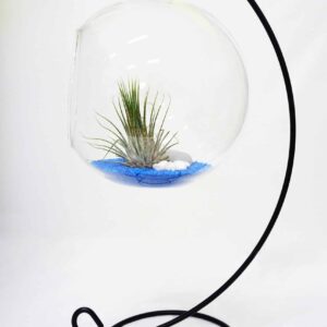 Terrarium Assorted Series - TAS 01