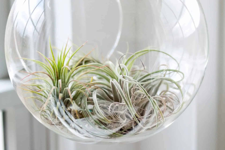 Airplant Terrarium Workshop