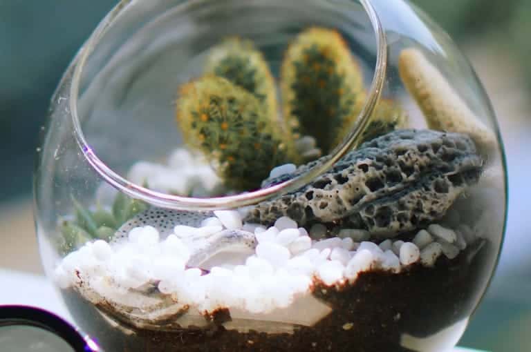 Cactus Terrarium Workshop