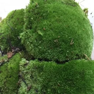 Holland Moss