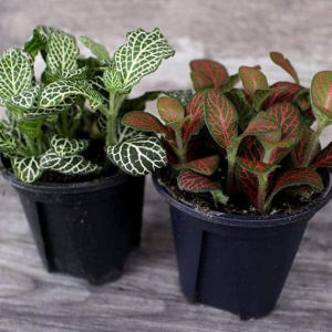 Fittonia Plants