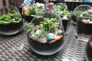 Terrarium Workshop In Singapore