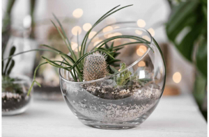 terrarium in Singapore