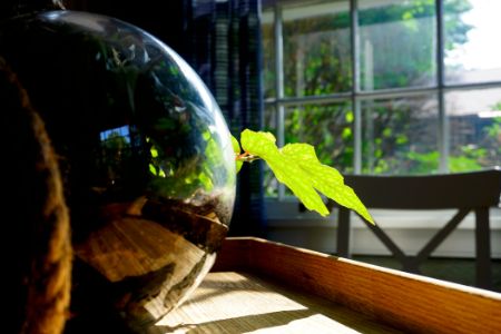 terrarium in singapore