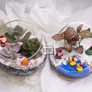 Christmas Studio Workshop - Terrarium Making